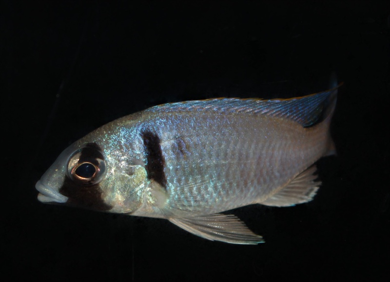Placidochromis electra 'Londo Bay'